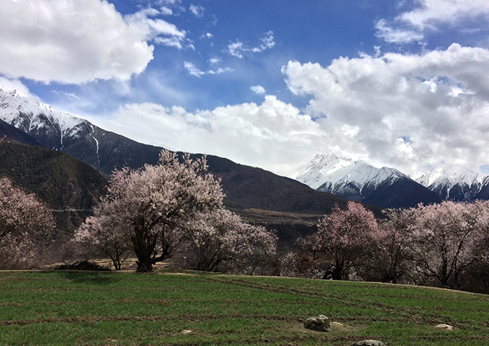 拉萨3月天气，桃树都开花了
