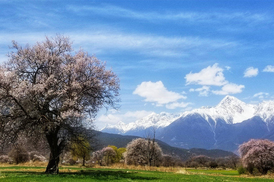 2024年林芝桃花节深度游-10天9晚（拉萨进出）