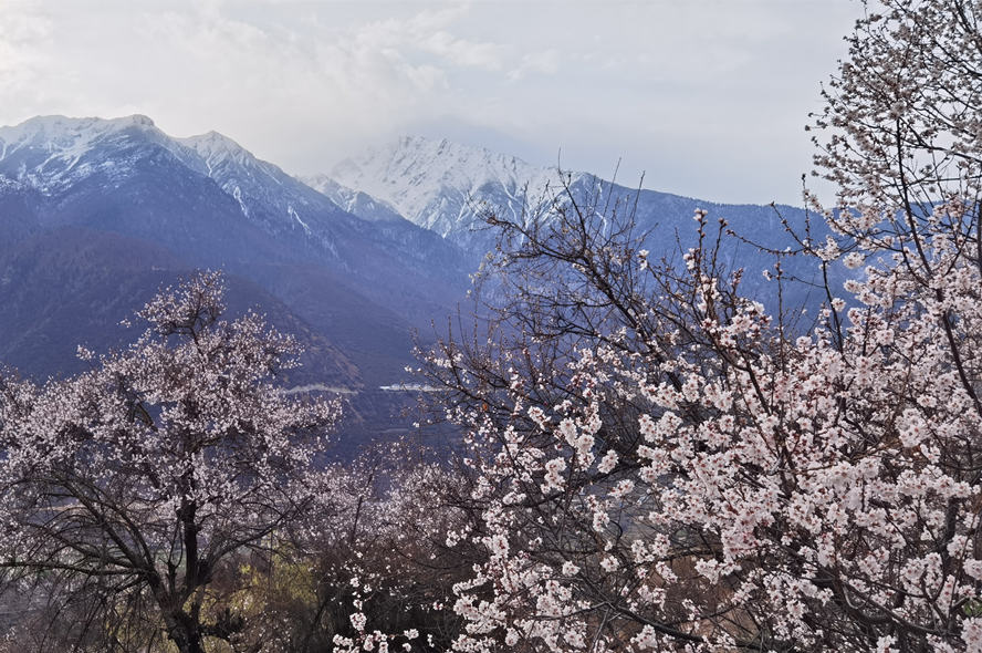 2024林芝桃花节