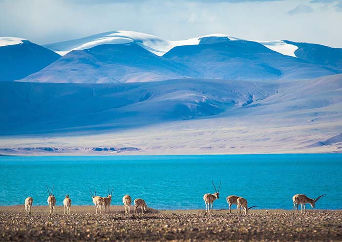 阿里无人区藏羚羊