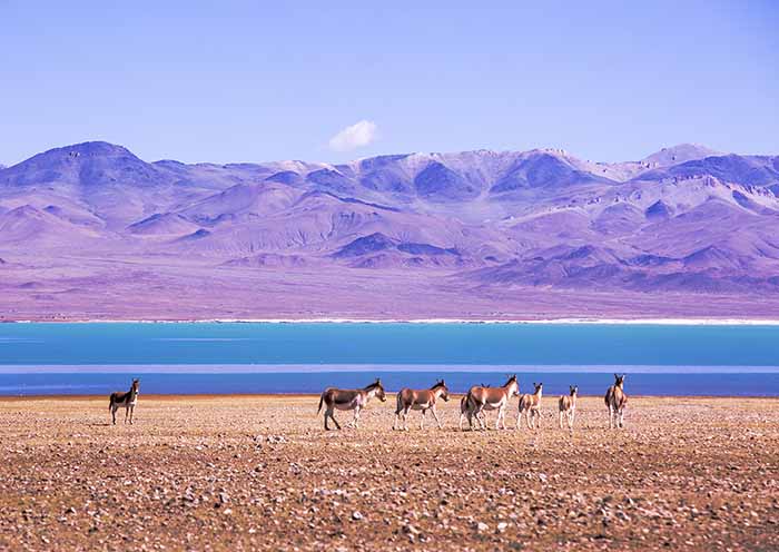阿里无人区藏野驴